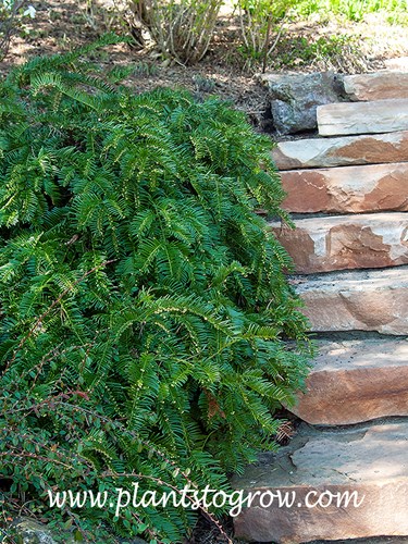 Spreading Japanese Plum Yew (Cephalotaxus harringtonia Prostrata)